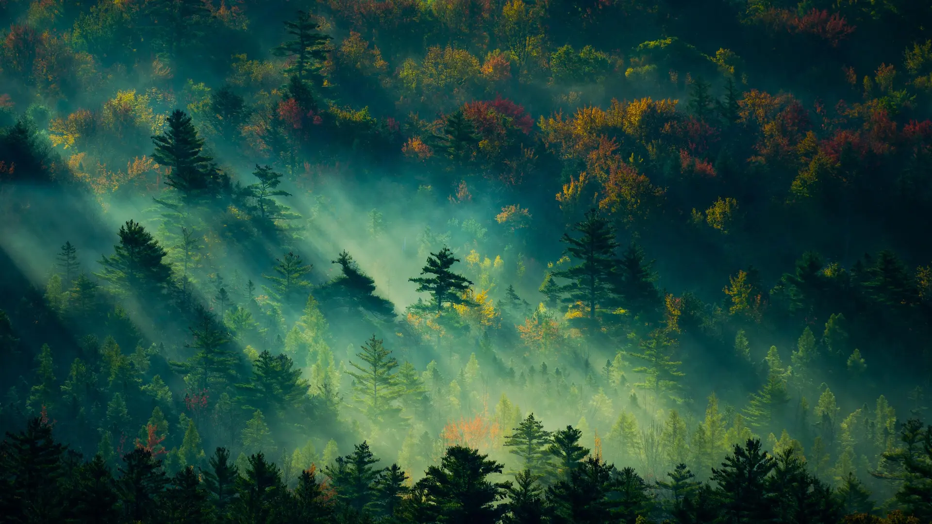 Forest Rays Wallpaper